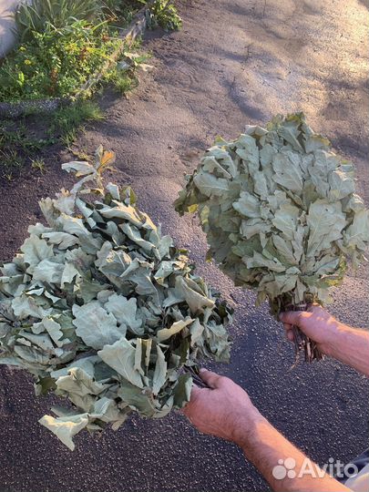 Банные веники