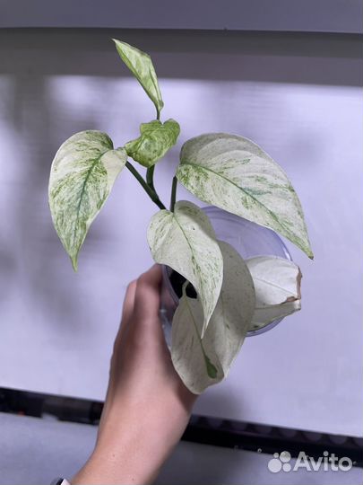 Монстера ланиата минт