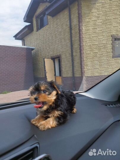 Йоркширские терьеры