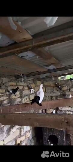 Голуби для свадьб