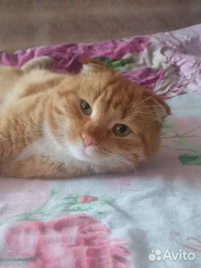 Шикарный кот