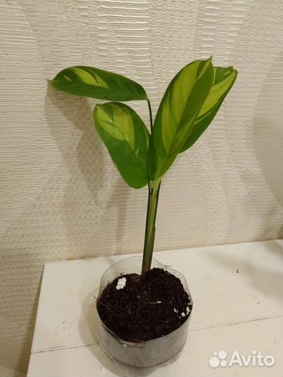 Ктенанта лубберса