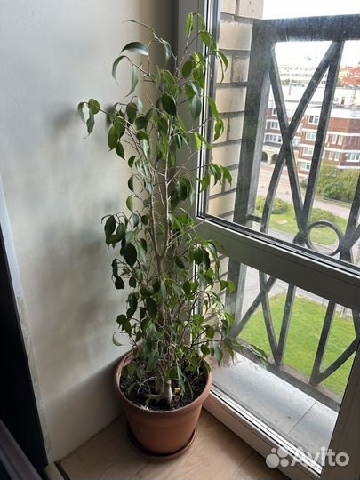 Фикус бенджамина