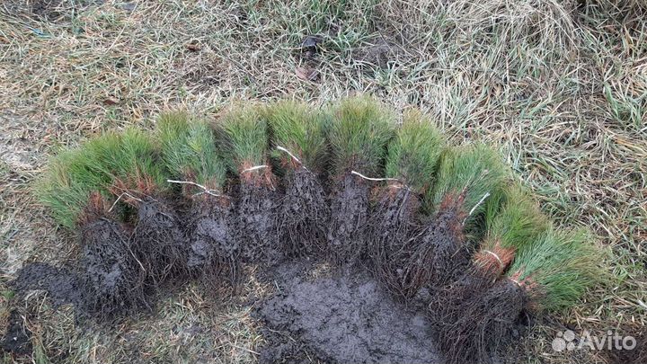 Сосна обыкновенная