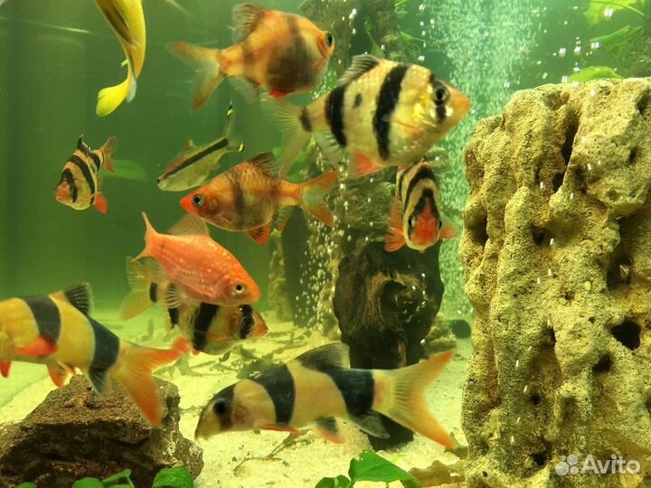 Декорация, декор в аквариум / амфора, растения