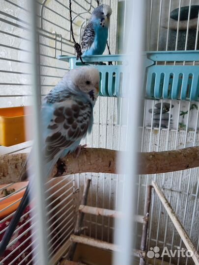 Попугаи,волнистые малыши чехи, кореллы