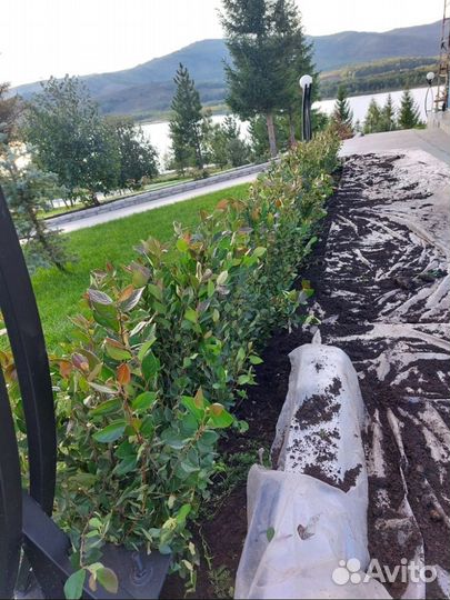 Кустарники для живой изгороди