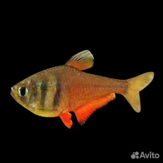 Тетра Фон Рио