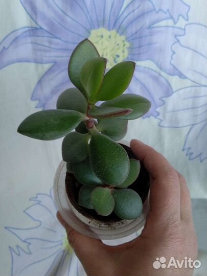 Толстянка. Денежное дерево