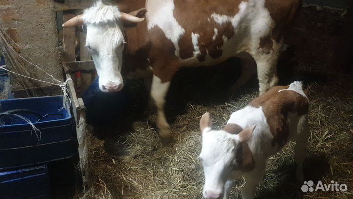 Корова с теленком нетеля