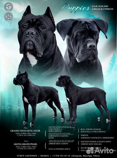Щенки Кане Корсо