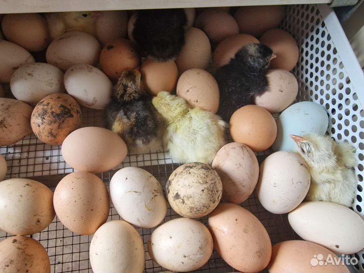 Цыплята суточные