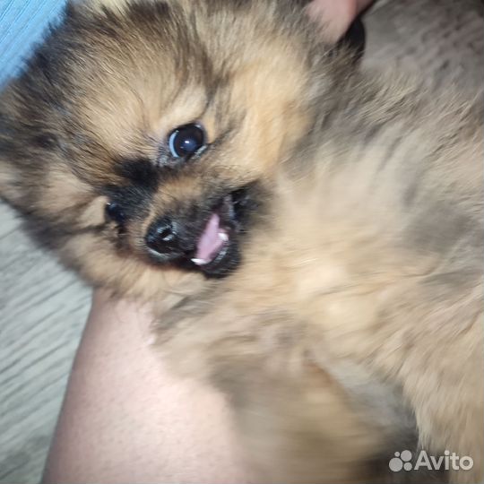Щенки шпица мини мишка