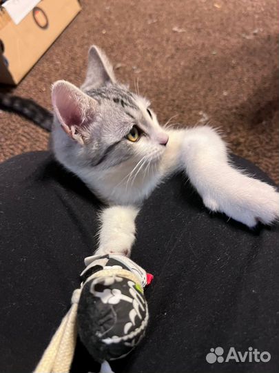 Кошка