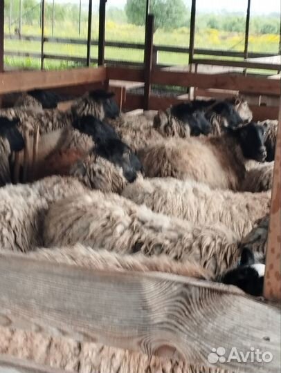 Овцы бараны