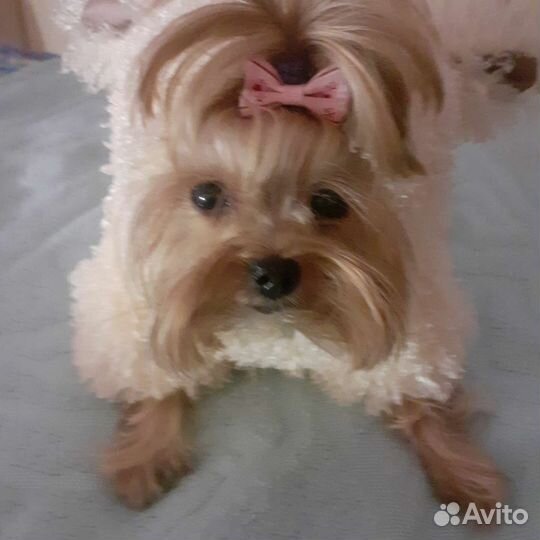 Зимний комбинезон для маленькой собачки