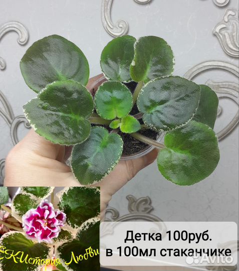 Детки сортовых фиалок