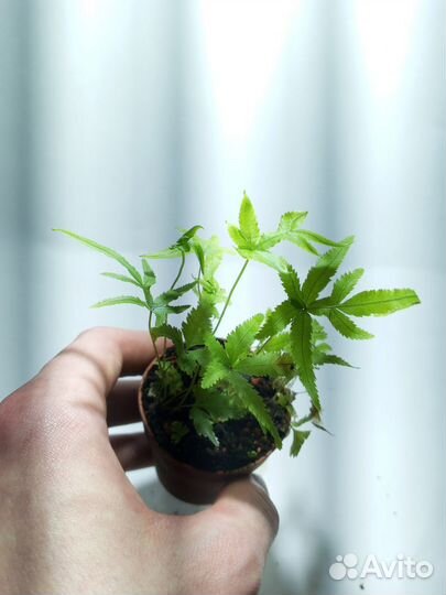 Папоротники, суккуленты и Хедера