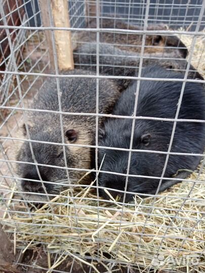 Продаются нутрии