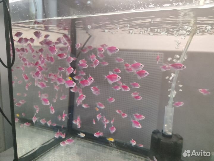 Теренция гло