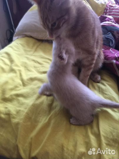 Котята 1 месяц племенные