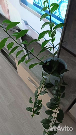 Эсхинантус Жар- птица