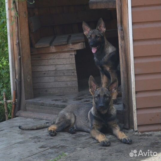 Щенки рабочих немецких овчарок