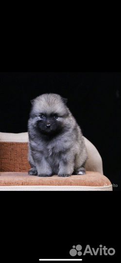 Щенки кеесхонда