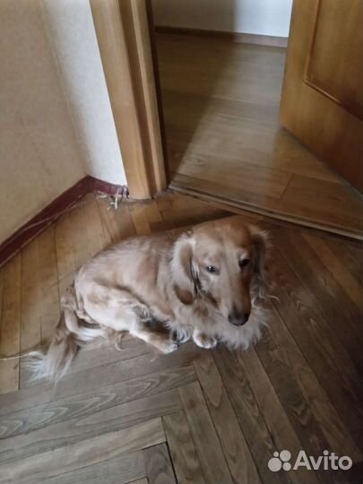 Мужчина таксы для вязки