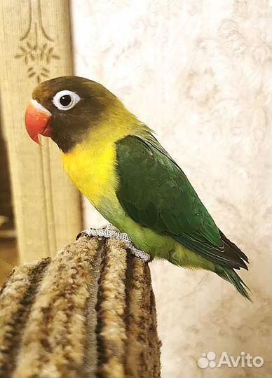 Попугай неразлучник, масковый. Продам