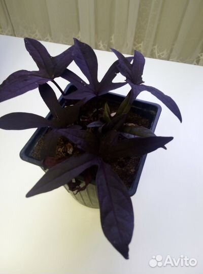 Ипомея батат