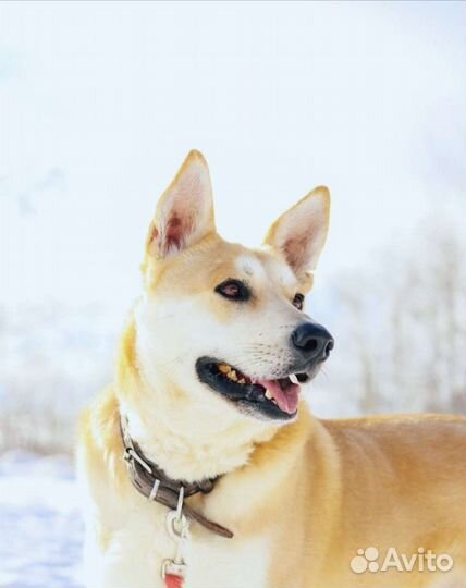 Лис ищет маму и папу