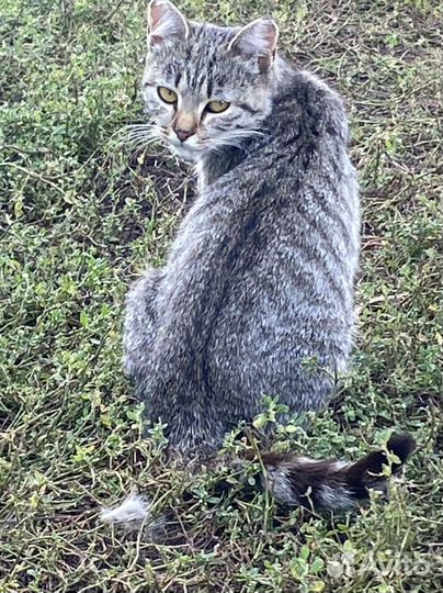 Кошка