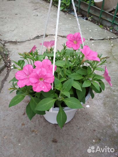 Петуния ампельная кашпо