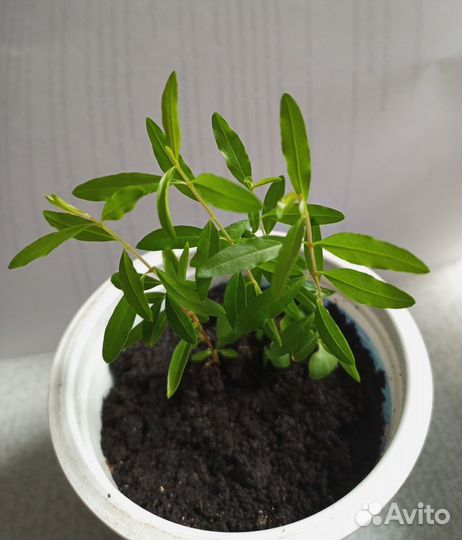 Семена комнатного, карликового граната