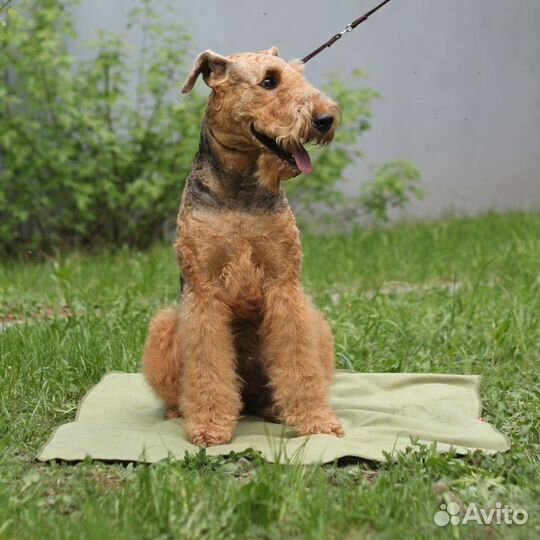 Охлажающая косынка/попона/коврик для собак