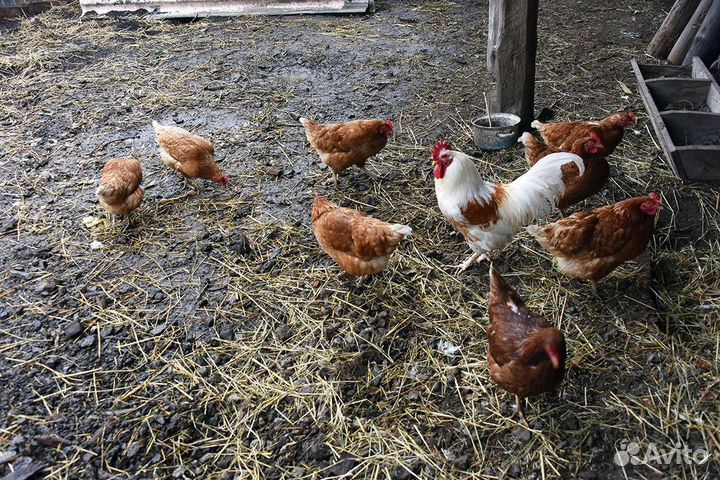 Куры, индюки и утки домашние