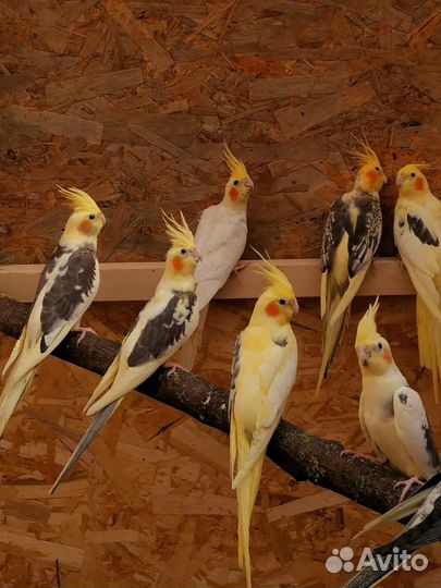 Попугай карелла и какарики