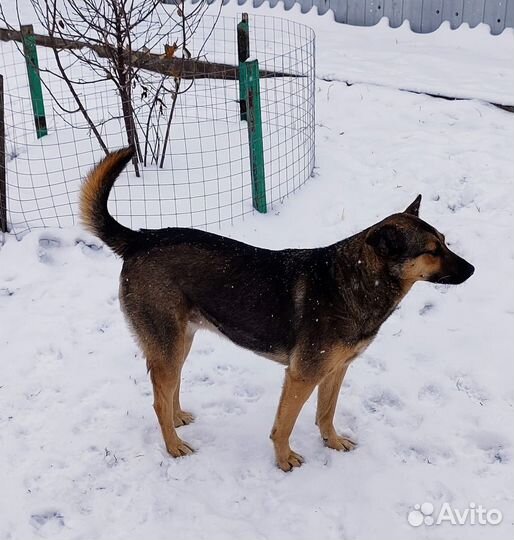 Арна ищет дом