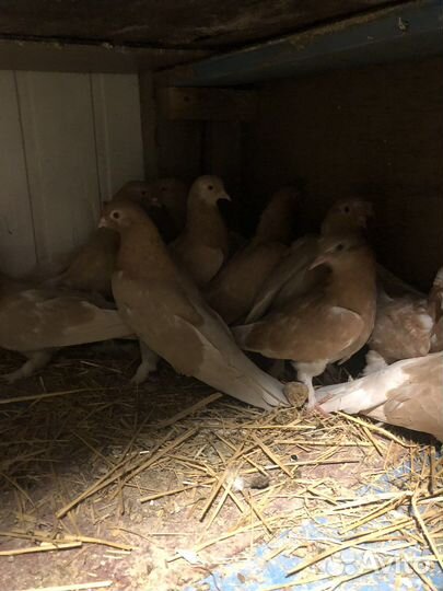 Турецкие голуби (такла)