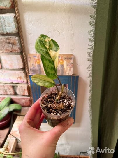 Филодендрон карамель марбл вариегатный и аглаонема