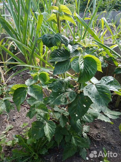 Саженцы ежевики неошипованной