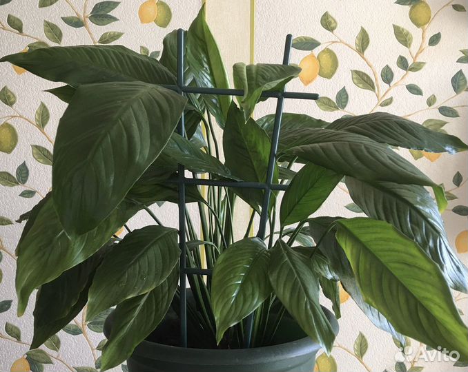 Спатифилум, алоэ-вера (комнатные растения)