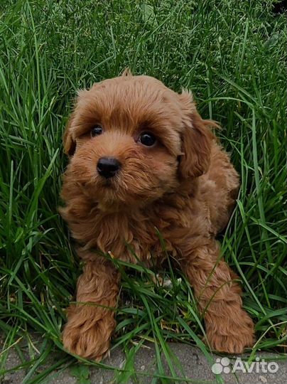 Мальтипу мальчик