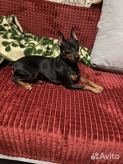 Почему у нас Цвергпинчер