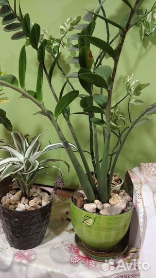 Комнатные цветы