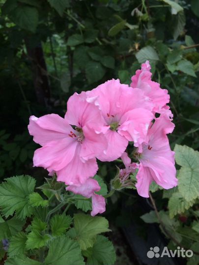 Сортовая герань