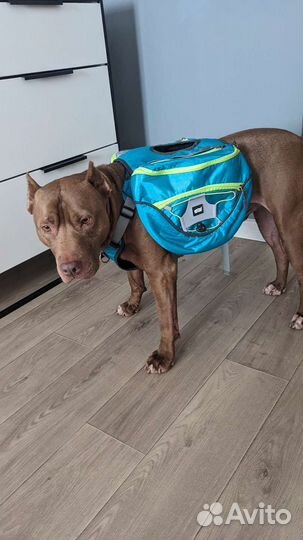 Шлейка рюкзак 2 в 1 для собаки