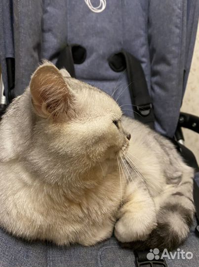 Британский кот вязка