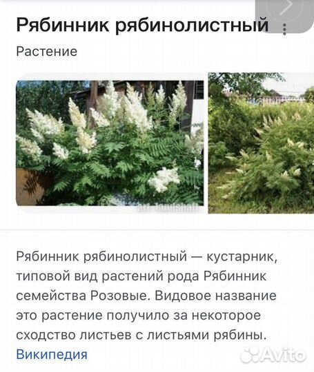 Яблони, спиреи, бересклет,базульник